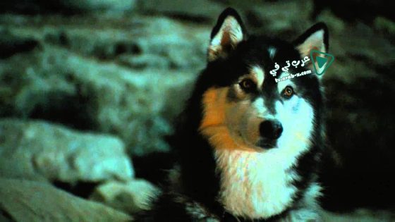 فيلم Against The Wild 2 Survive The Serengeti 2016 مترجم