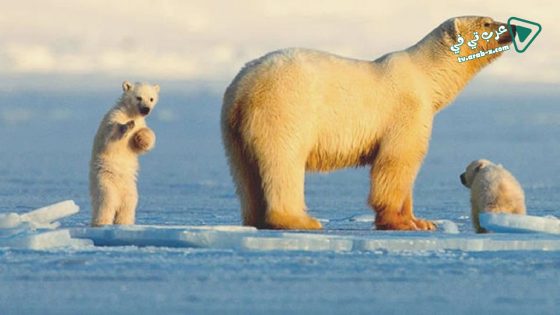 فيلم My Journey with a Polar Bear 2019 مترجم