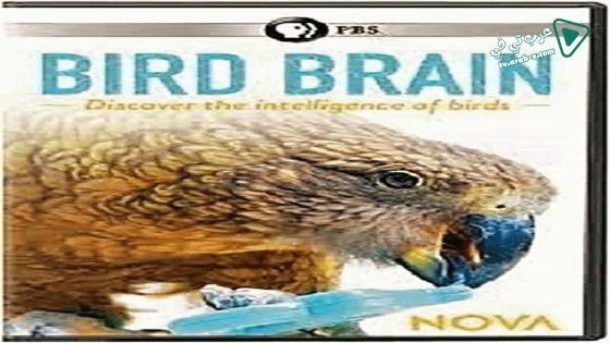 فيلم NOVA Bird Brain 2021 مترجم