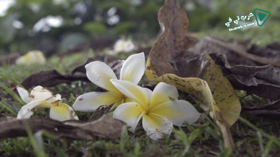 فيلم Ram Dass, Going Home 2017 مترجم