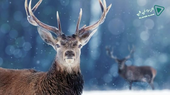 فيلم Snow Animals 2019 مترجم