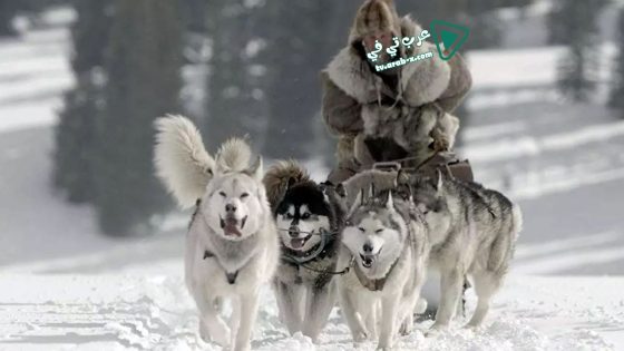 فيلم The Great Alaskan Race 2019 مترجم