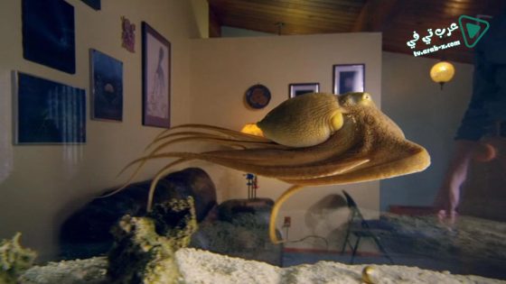 فيلم The Octopus in My House 2019 مترجم