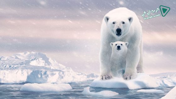 فيلم polar bear 2022 مترجم
